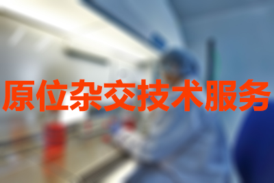 原位杂交技术的分类有哪些？