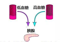 葡萄糖激酶(GK)与血糖稳态：糖尿病治疗靶点解析